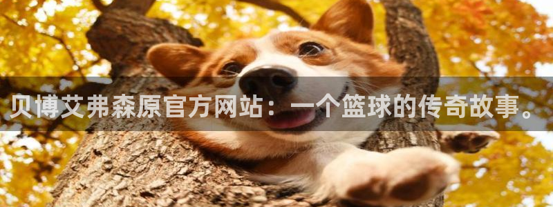 东莞市PG电子电子科技有限公司：贝博艾弗森原官方网站：一个篮球的传奇故事。